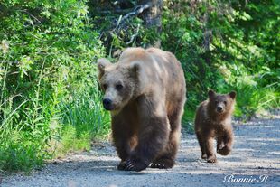 719 and spring cub June 26-June 30, 2022 photo by Bonnie Hankins (aka NutsBoutBears)