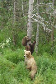 GRAZER 128 PIC 2016.07.04 or PRIOR w 3 SPRING CUBS RANGER MIKE POSTED 2016.07.04 11