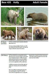 435 Holly's page of the 2014 Bears of Brooks River book, page 39