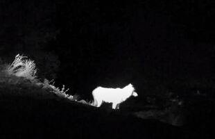 Wolf on the Brooks Falls Low View cam July 14, 2022 snapshot by Catma (p 11:07 from earlier). The infrared feature of the live cams was working at the time.