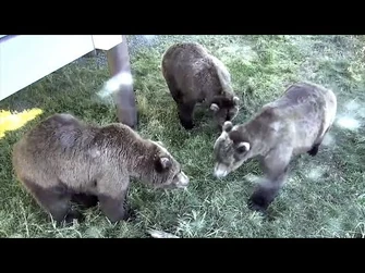 24_Sep_2021-_27,_903,_and_182_Graze_and_Goof_Around_(explore.org)