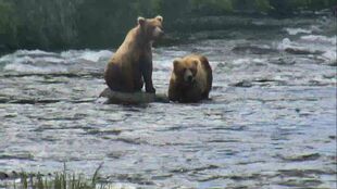 89 Backpack (right) with 289 (left) during the 2016 season snapshot by Jen