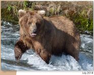 409 Beadnose July 2014 NPS photo 2015 Bears of Brooks River book page 38