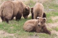 409 Beadnose with her two 2.5 year-old cubs photo courtesy of R. Taylor via KNP&P's May 22, 2018 10:05 Facebook post.