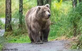 One of 128 Grazer's two 2.5 year old cubs September 1, 2022 photo by Amy (NWBEARLOVE92)