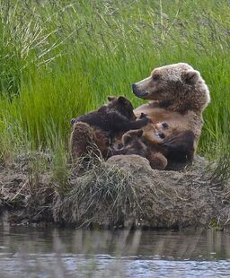 171 nursing her 2 spring cubs on June 30, 2019 at 14:55 photograph by Truman Everts