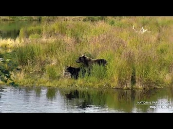 18_Aug_2020-_811_and_Her_Cub