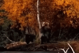 719 and spring cub October 6, 2022 gif by LunaCre