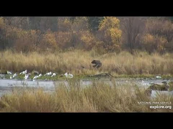 811_and_coy_10-8-2020