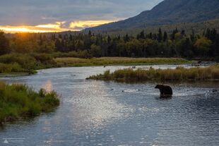 879 walks in the river at sunset September 16, 2019 photo by scooch