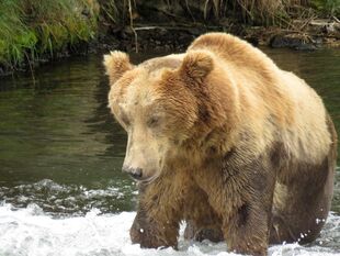 18 "Humphrey" August 5, 2019 photo by photobearsbry