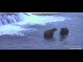 402_GRAZERS_CHUNKY_10-9-18