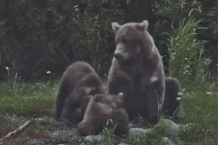 901 & 2 remaining spring cubs on the bank of the lower river September 14, 2023 gif created by LunaCre. 901's natal collar cub dug a little belly hole (KRV) (p 09/15/2023 15:11 #1)