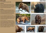 814 Lurch's page of the 2015 Bears of Brooks River book, page 67