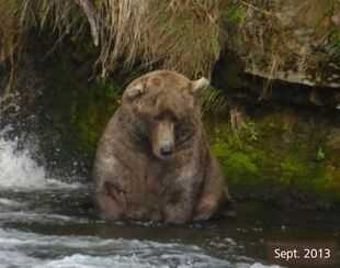 480 Otis September 2013 NPS photo from the 2014 Bears of Brooks River book, page 22