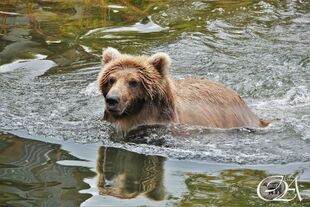 One of 128 Grazer's two 2.5 year old cubs September 13, 2022 photo by Olatz Azcona Munárriz