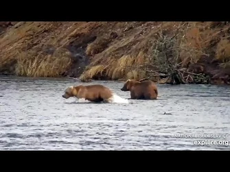 23_Oct_2023-_Sisters_129_and_131_Fish_the_Cut_Bank_(explore.org)