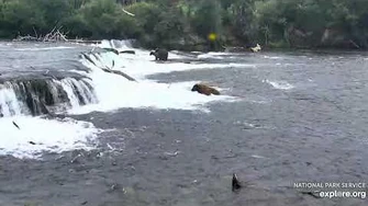 503_mating_900,_747_finally_notices_then_follows_sow_around_falls_7_18_2019_by_Lani_H-2