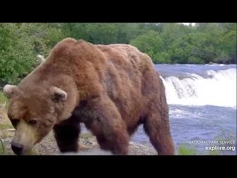 83_Stops_in_Front_of_the_Falls_Low_Cam_-_June_28,_2024_(explore.org)