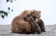 39 and 2 spring cubs 2019 season photo by Melissa Freels