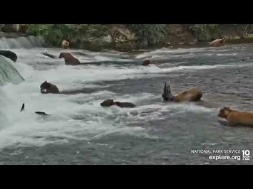 717_Waits_for_912's_Leftovers_-_July_16,_2022_(explore.org)-3