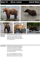 51 Diver Junior's page of the 2014 Bears of Brooks River book page 15