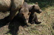 700 Marge with her 2 spring cubs July 5, 2006 NPS photo