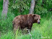 813 Nostril Bear June 27, 2022 photo by Bonnie Hankins (aka NutsBoutBears)