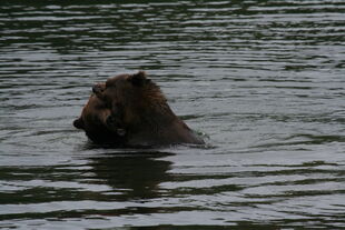 879 and 469 "Digger" / "Patches" having a play fight on September 3, 2010 NPS photo