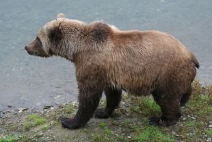 Subadult 171 in 2010 NPS photo Ranger Jeanne shared 10/07/2017