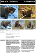 409 Beadnose's page of the 2014 Bears of Brooks River book, page 36