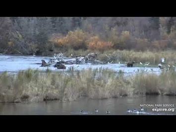 Busy_Oxbow,_273',_435's_and_811's_10-6-2020