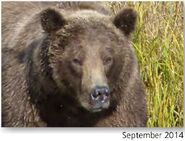813 Nostril Bear September 2014 NPS photo from the 2015 Bears of Brooks River book, page 46