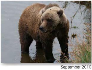 171 September 2010 NPS photo 2015 Bears of Brooks River book page 31