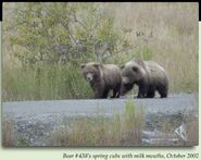 2 of the 3 of 438 Flo's 2002 spring cubs. One of them could be 868 Wayne Brother. NPS photo