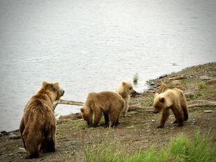 482 Brett and 3 yearlings 2019 NPS photo by NSBoak (aka Ranger Naomi Boak)