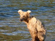 128 Grazer on the evening of June 19, 2019 from Katmai Conservancy Ranger Naomi's June 20, 2019 08:55 AKDT comment