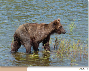 504 July 2016 photo 2017 Bears of Brooks River book page 55.