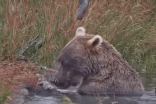 719 eating clay September 11, 2024 gif created by LunaCre (p 09/12/2024 15:25 #18)