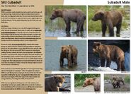 503 Cubadult's page in the 2017 Bears of Brooks River book (page 31)