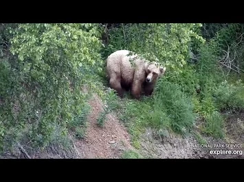 21_Jun_2021-_128_Grazers_in_the_Riffles