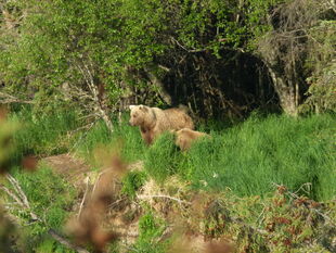 482 Brett with her remaining yearling from her 2010 litter July 4, 2011 NPS photo KNP&P Flickr