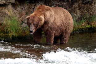 755 ScareD Bear July 9, 2019-July 12, 2019 photo by Lori Hocking (aka Lovethebears)