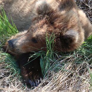 854 Divot's 2.5 year old female cub May 26, 2022 photo by Kara Stenberg from Kara Stenberg's May 29, 2022 Facebook post