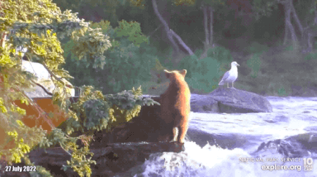 910 GIF 2022.07.27 SPRING CUB GIANT LEAP FISH LADDER TO LIP DANTEV2000 p 07.54