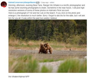 Katmai Conservancy Ranger Naomi's June 13, 2019 08:33 AKDT comment with KNP&P Ranger Maurice Whalen's NPS photo of 132 and her yearling possibly taken sometime in the last two weeks.