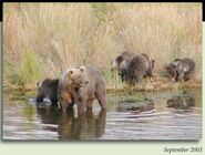 236 Milkshake with 4 spring cubs - 3rd litter September 2003