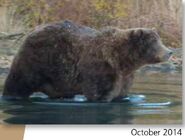 115 October 2014 NPS photo 2018 Bears of Brooks River book page 71