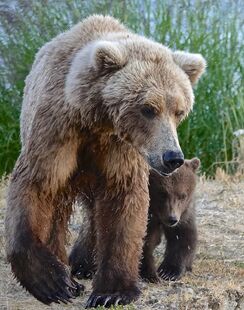 171 with 1 of 2 spring cubs visible in this image (the other cub is behind 171) on July 2, 2019 at 22:37 photograph by Truman Everts