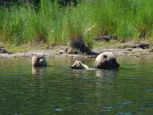 171 and 2 yearlings July 23, 2017 photo by Scammin